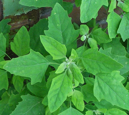 SAKARAVARTHINI KEERAI ( PIG WEED )