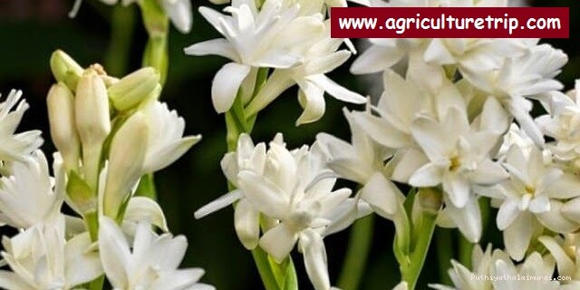 அடுக்கு சம்பங்கி|adukku sampangi