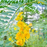 Siddhakathi (சித்தகத்தி)