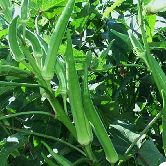 Bommudi Long Ladyfinger | பொம்முடி நீள வெண்டை