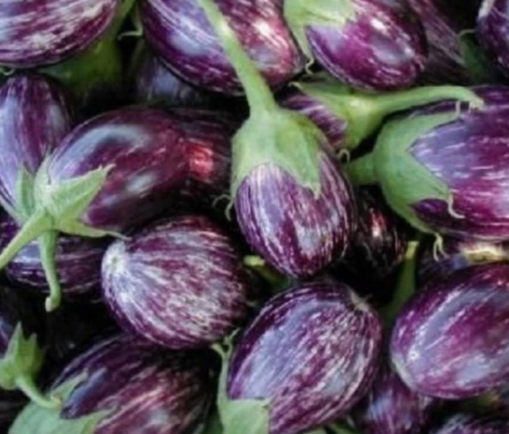 Blue Striped Brinjal | ஊதா வரி கத்தரி)