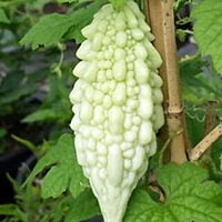White Bitterguard | வெள்ளை பாகல்