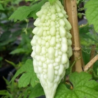 White Bitterguard | வெள்ளை பாகல்