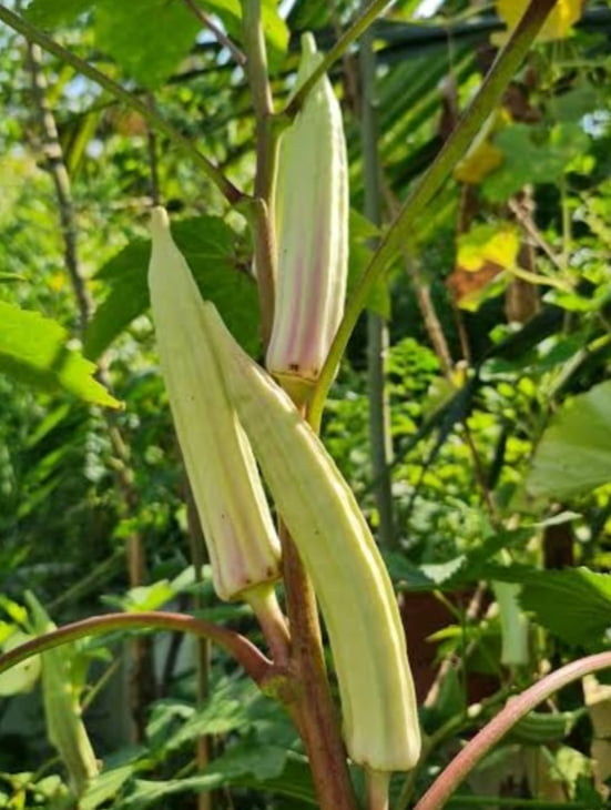 வெள்ளை வெண்டை | Vellai Vendai