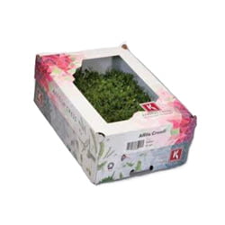 AFFILLA CRESS