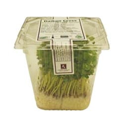 DAIKON CRESS