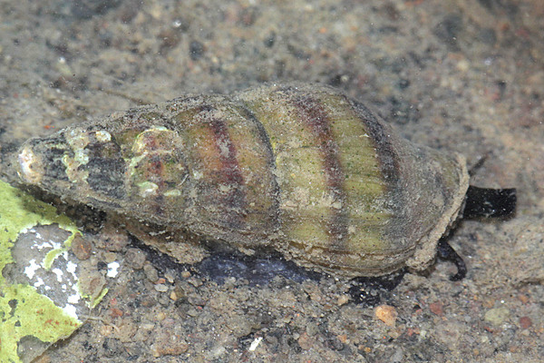 Assassin Snail FW M