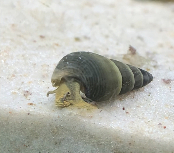 Orange Rabbit Snail L