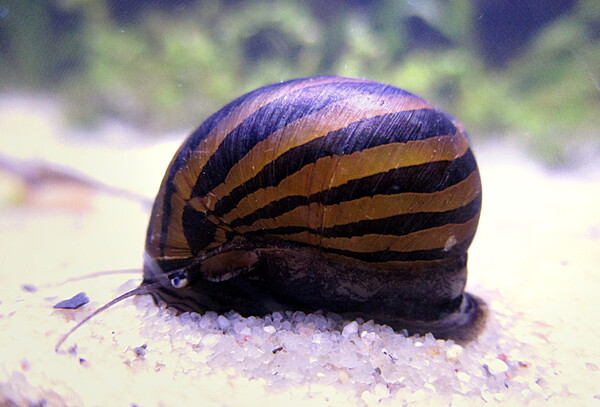 Striped Pumpkin Nerite Snail