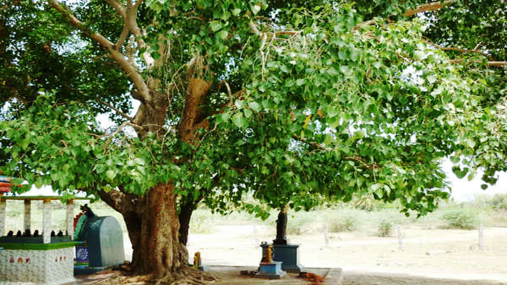 Vilva Maram | Bael (வில்வமரம் )