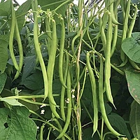 White beans | வெள்ளை பீன்ஸ்