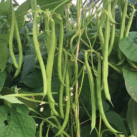 White beans | வெள்ளை பீன்ஸ்