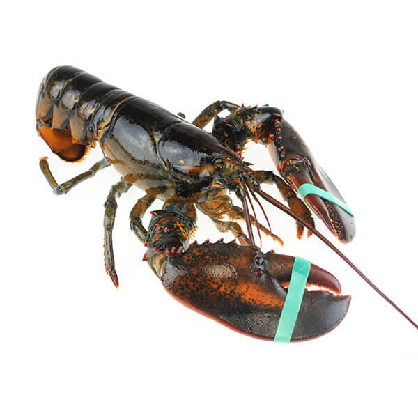 Live Lobster