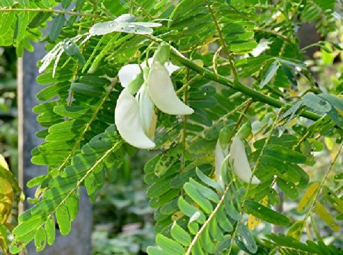 வெள்ளை அகத்தி விதை | White Agaththi Seed