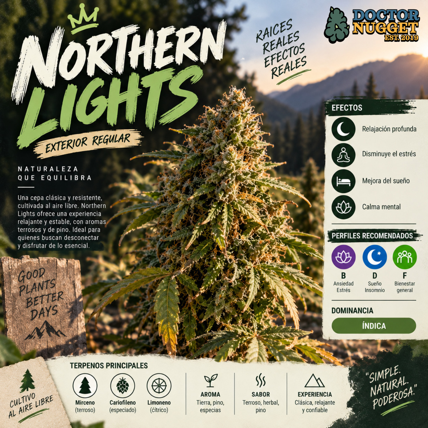Northern Lights Exterior Regular