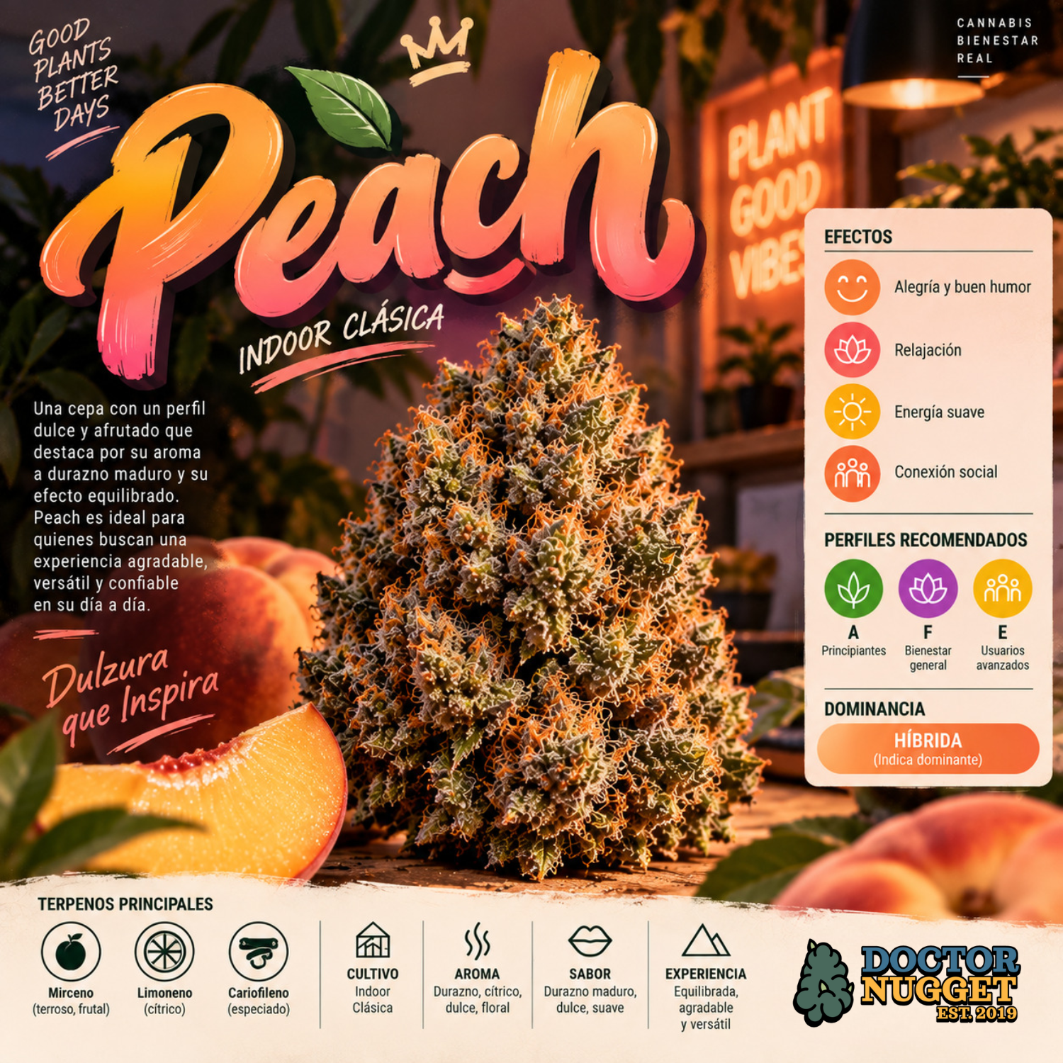 Peach Indoor Clásica
