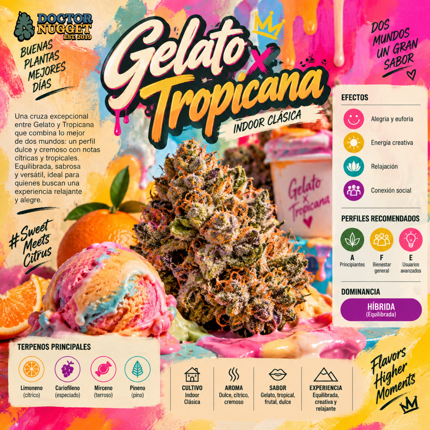 Gelato × Tropicana Indoor Clásica