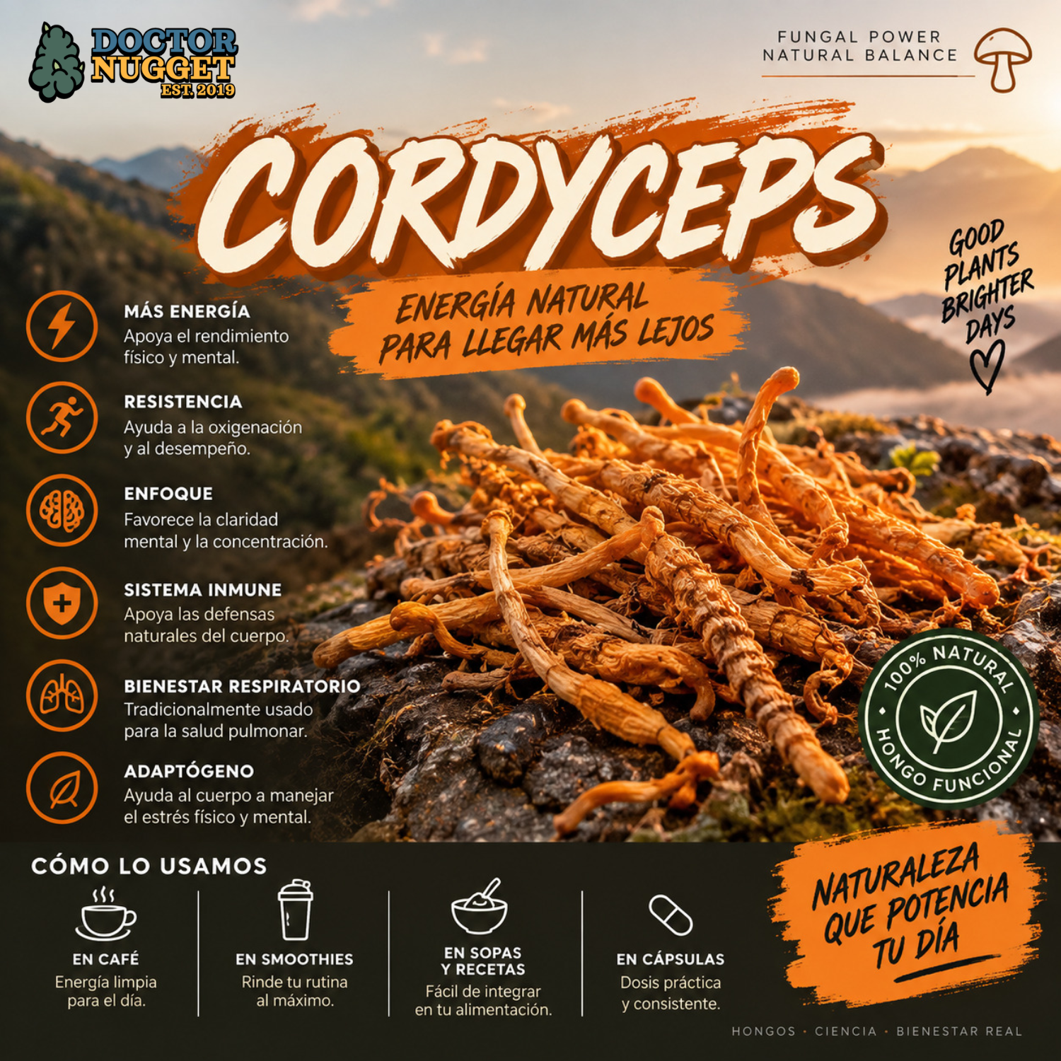 Hongo Cordyceps Deshidratado