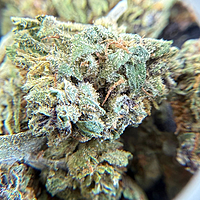 Dos Si Dos Greenhouse Select