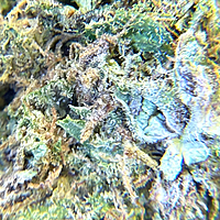 Cherry Pie Greenhouse Exotic