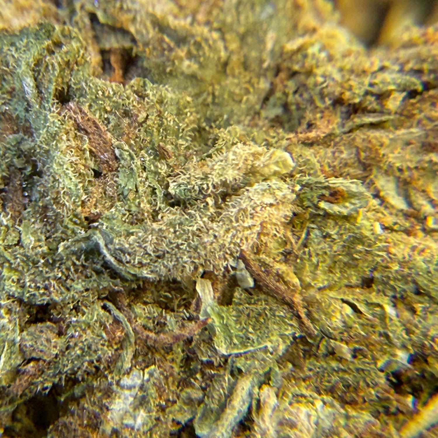 Northern Lights Exterior Regular