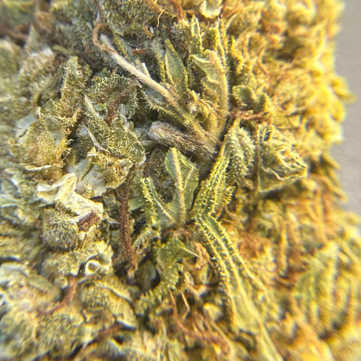 Pineapple Express flor exterior regular