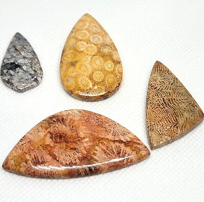 Fossilized Coral Cabochons