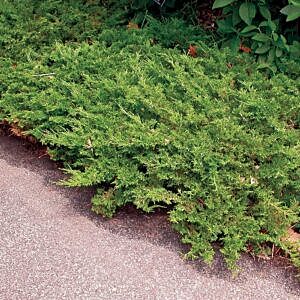 BUFFALO JUNIPER (JUNIPERUS SABINA ‘BUFFALO’)