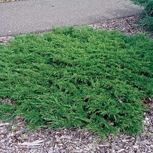 CALGARY CARPET® JUNIPER (JUNIPERUS SABINA ‘MONNA’®)