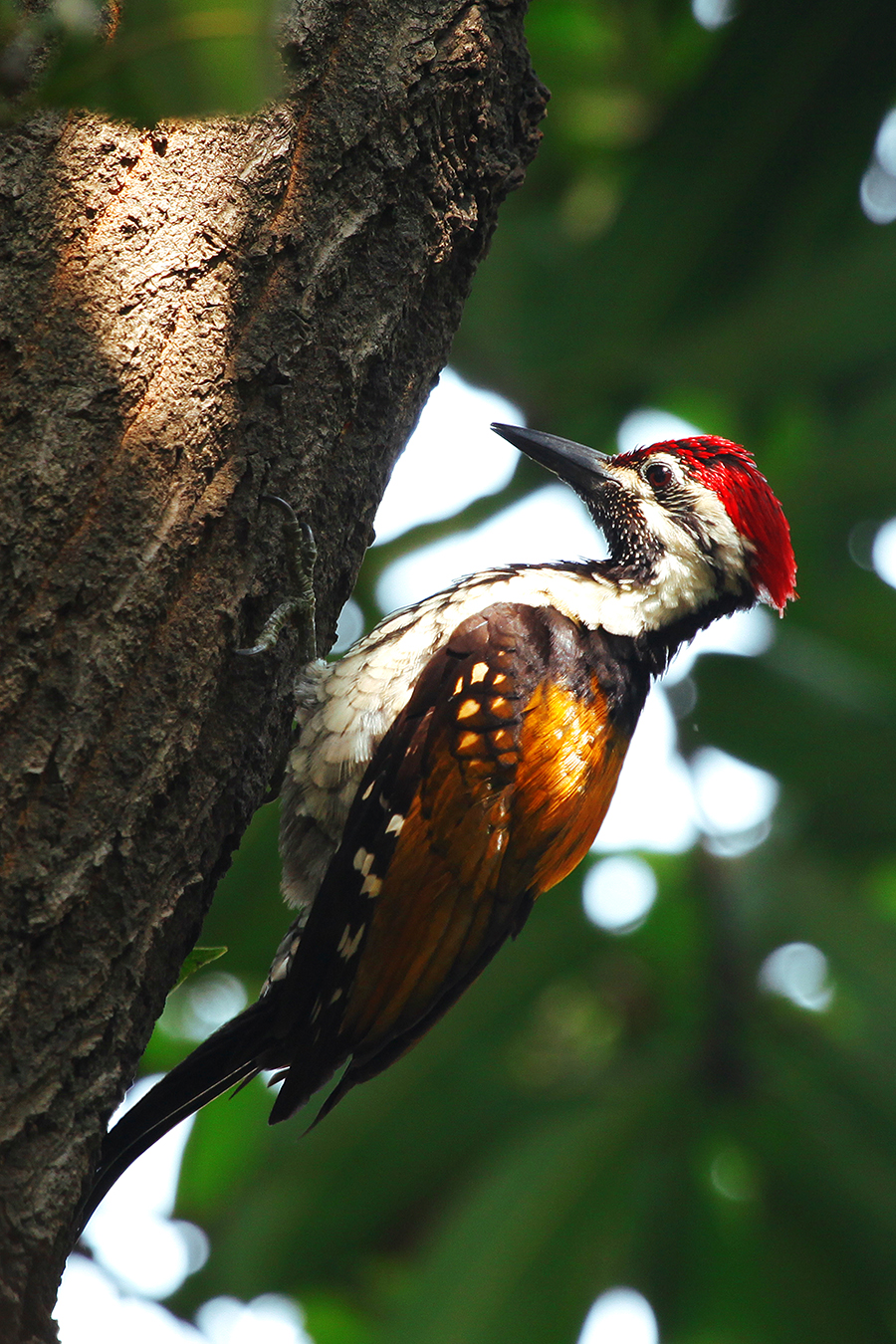 Woodpecker Woodpecker