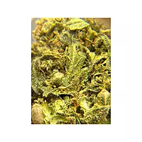 Blue Dream Greenhouse Exotic Living Soil