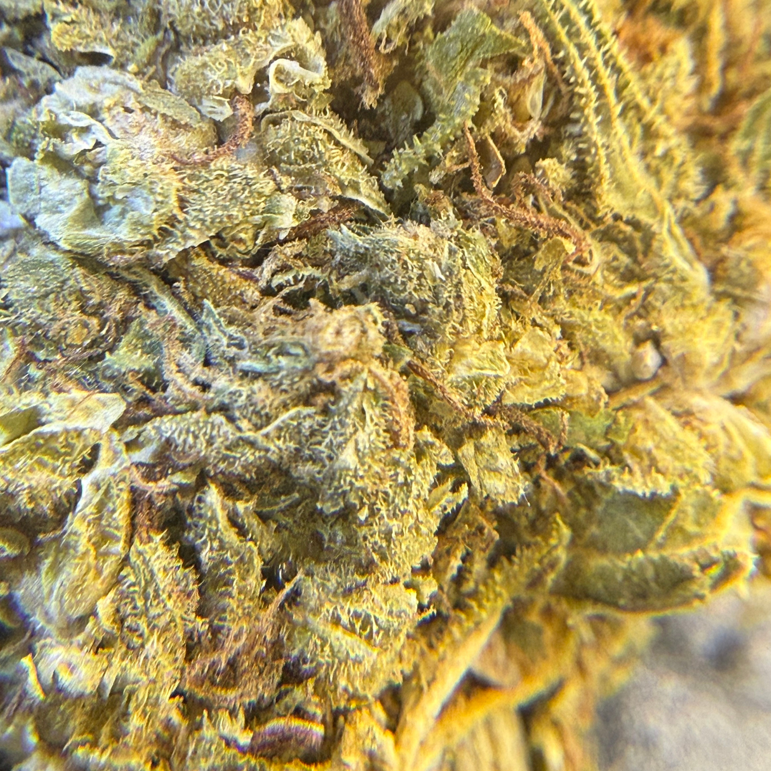 Pineapple Express flor exterior regular
