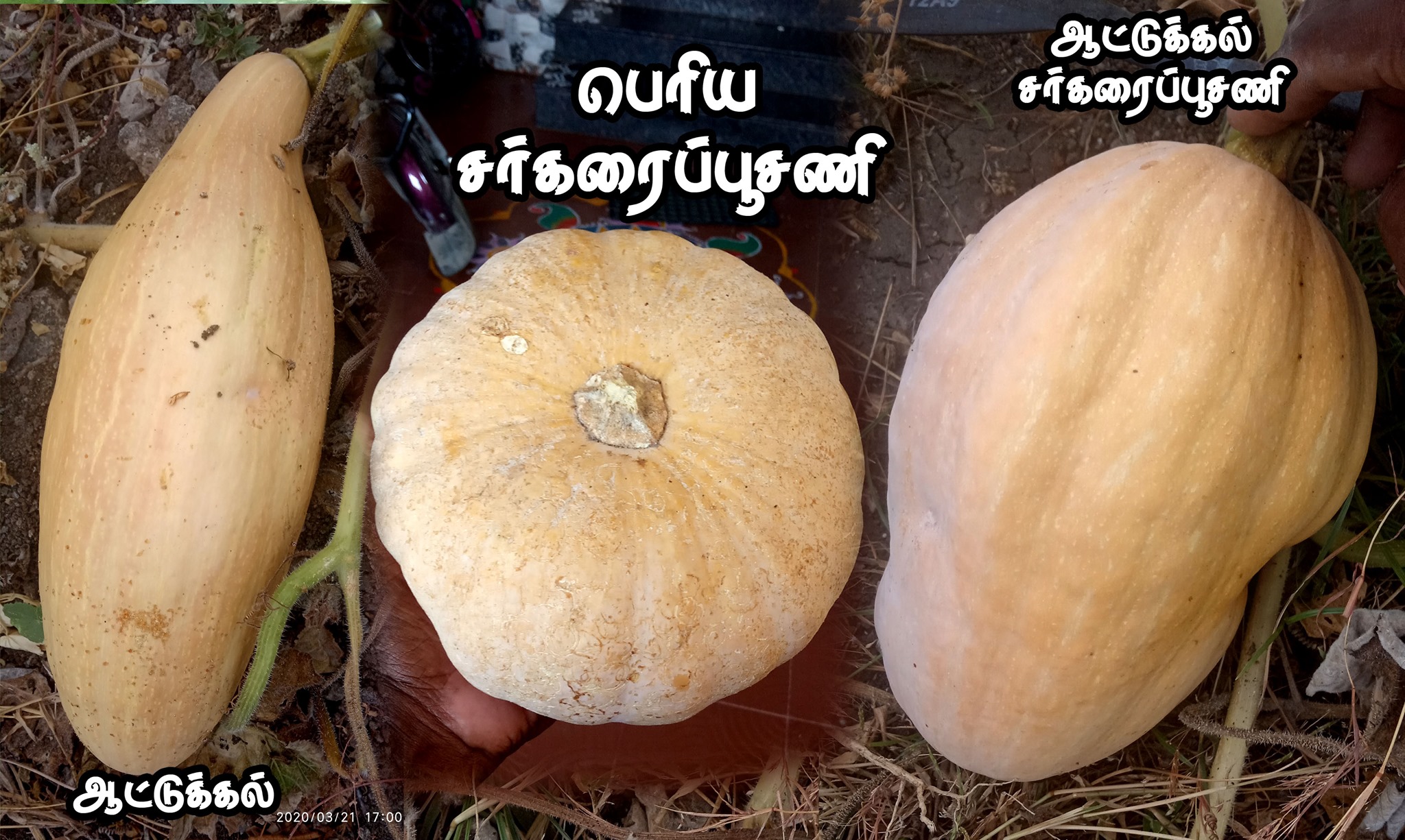 RED PUMKIN - PARANKIKAI  (பரங்கிக்காய் சர்க்கரை பூசணி)
