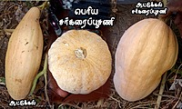 RED PUMKIN YELLOW (சர்க்கரை பூசணி - மஞ்சள் )