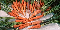 CARROT (கேரட்)