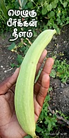 Ridge Gourd ( நுரை பீர்க்கங்காய் )
