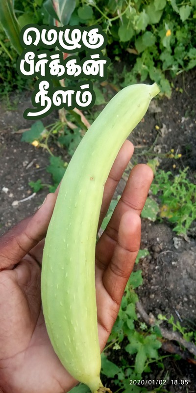 Ridge Gourd ( நுரை பீர்க்கங்காய் )