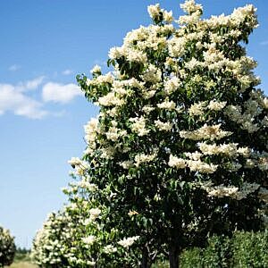 JAPANESE TREE LILAC (SYRINGA RETICULATA) JAPANESE TREE LILAC (SYRINGA RETICULATA)