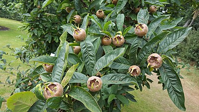 Royal Dwarf Medlar