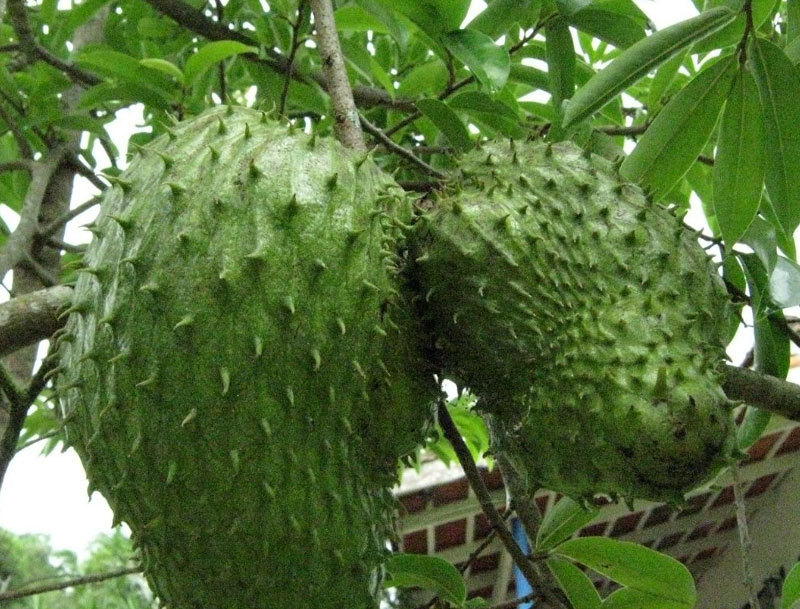 Mull Siththa | முள் சீத்தா