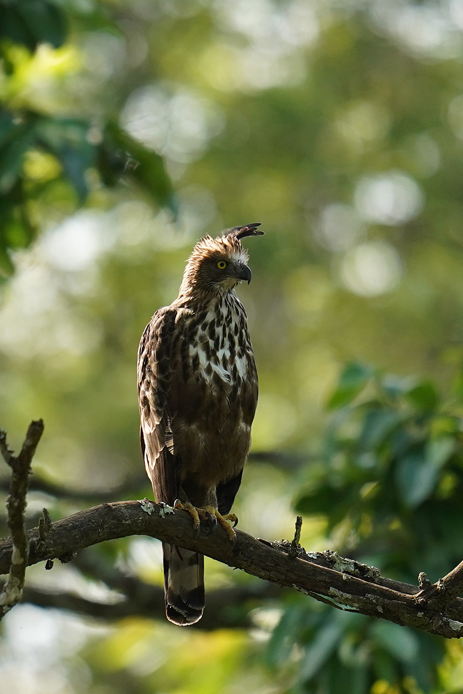 Crested Hawk Eagle Crested Hawk Eagle