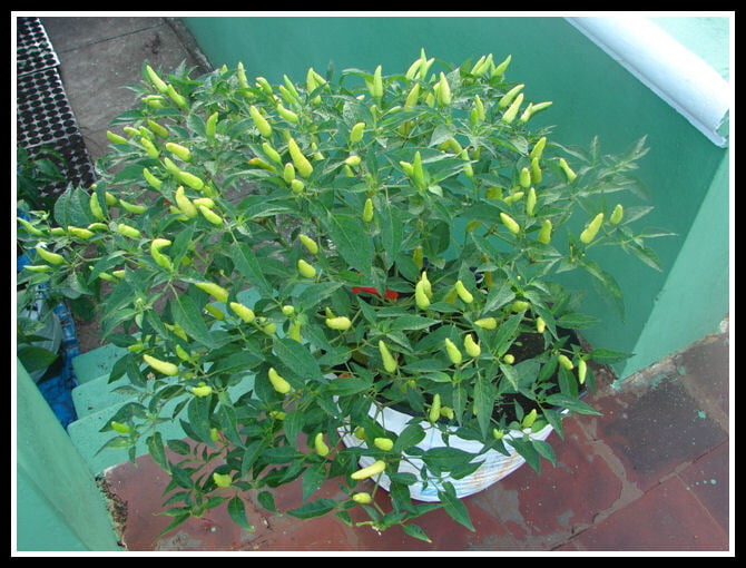 White Chilli | வெள்ளை  மிளகாய்