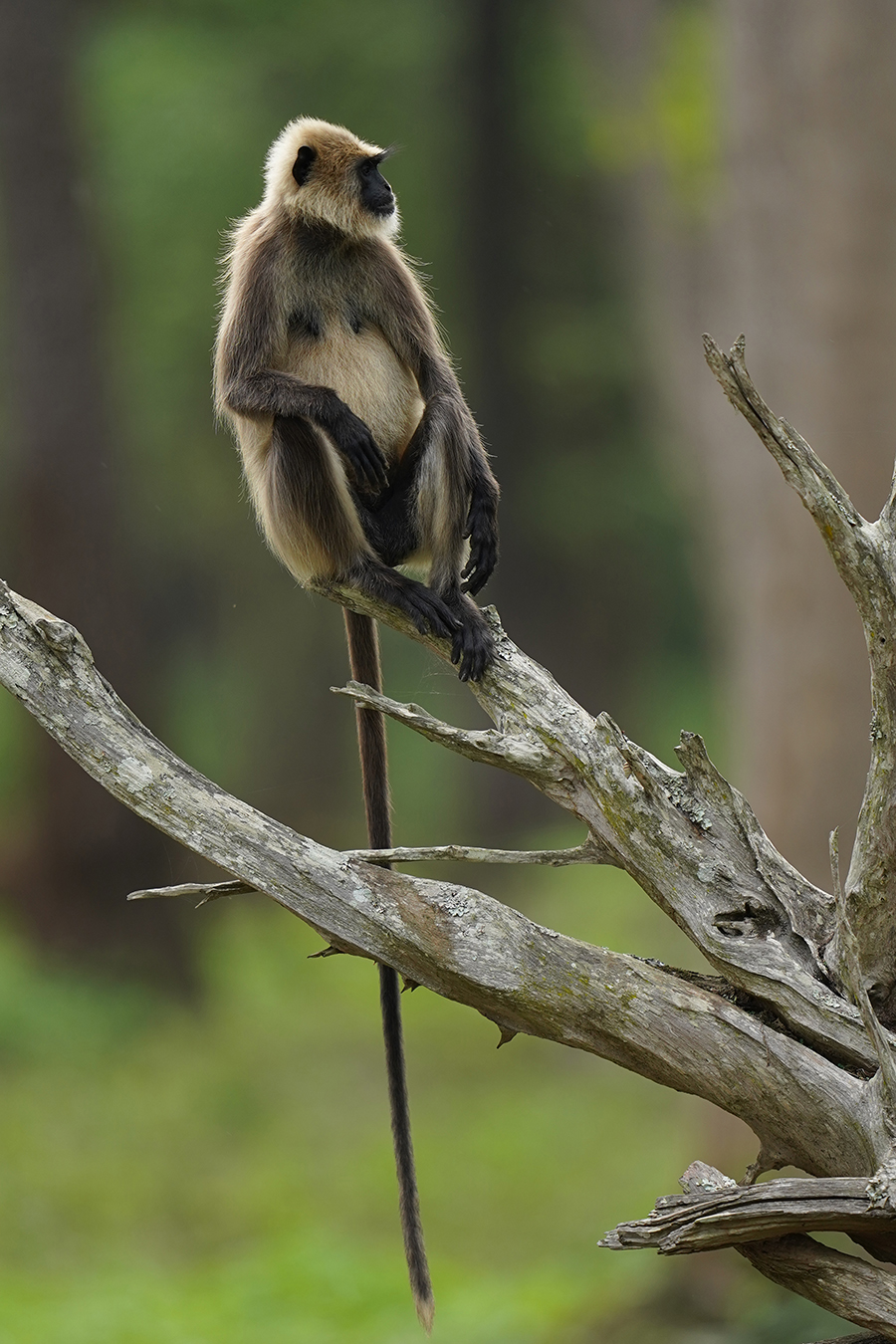 Langur 01 Langur 01