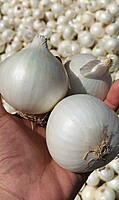 White Onion | வெள்ளை வெங்காயம்