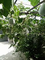 WHITE PUMPKIN (வெண் பூசணி)