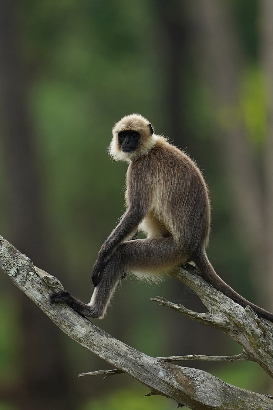 Langur 02 Langur 02