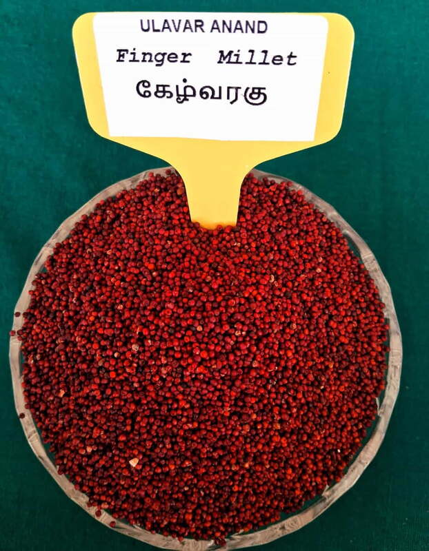 கேழ்வரகு 500 G | Finger  Millet 500 G