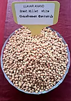 வெள்ளை சோளம் 500 G | Great Millet - white  500 G