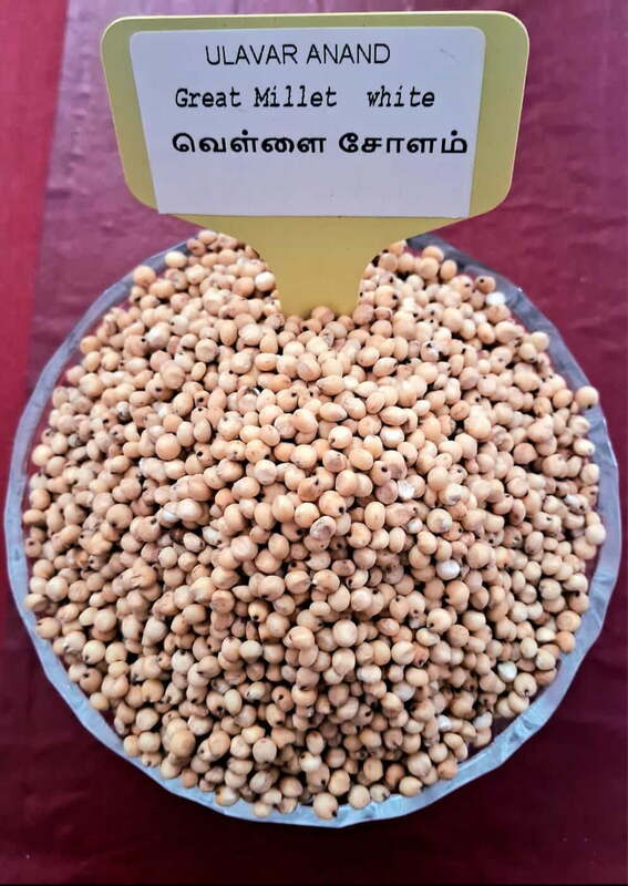 வெள்ளை சோளம் 500 G | Great Millet - white  500 G