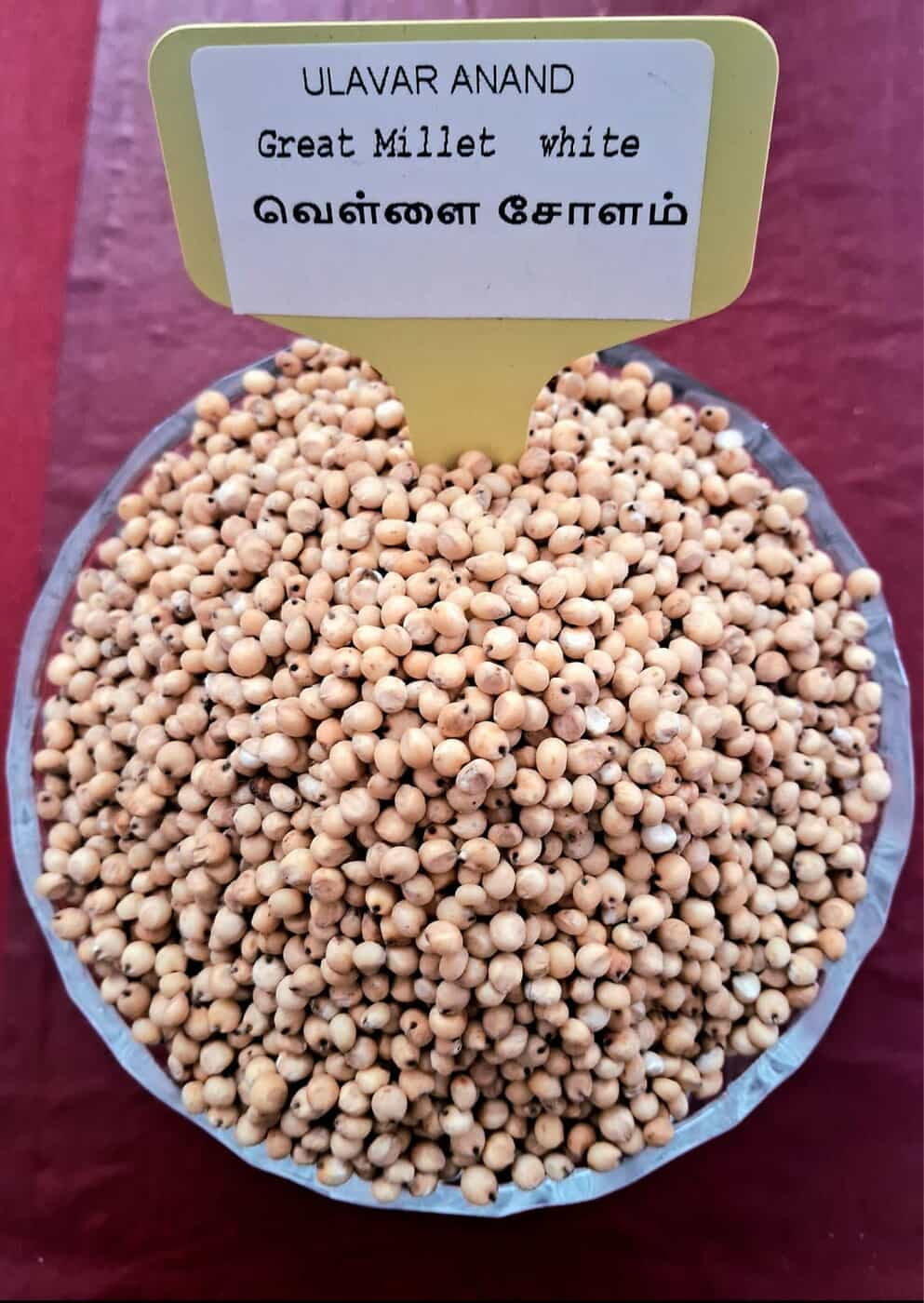 வெள்ளை சோளம் 500 G | Great Millet - white 500 G